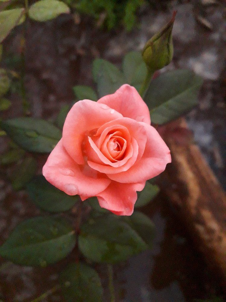 Pink Beauty