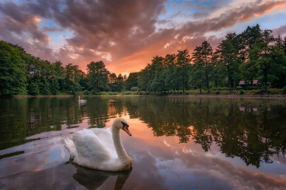 Swan lake sunset