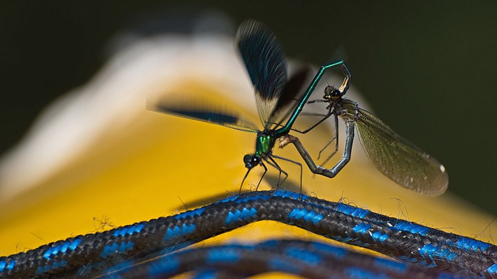 Июнь. Интимные танцы стрекоз.