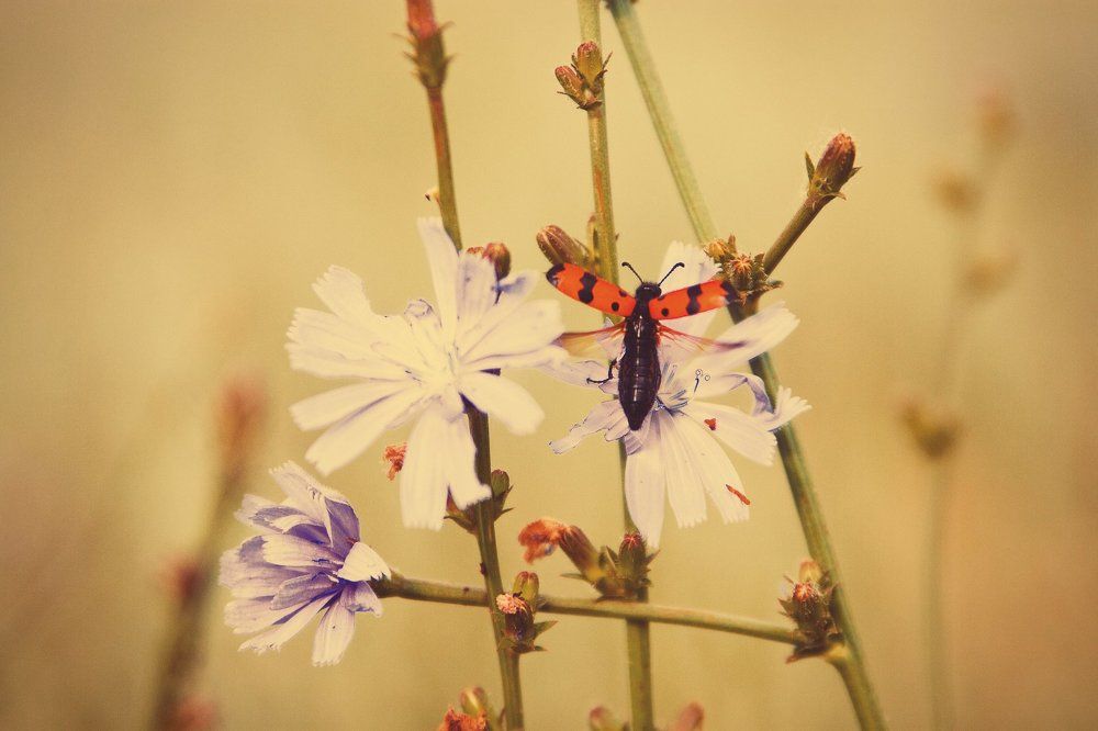 Photograph by Евгения Брайд