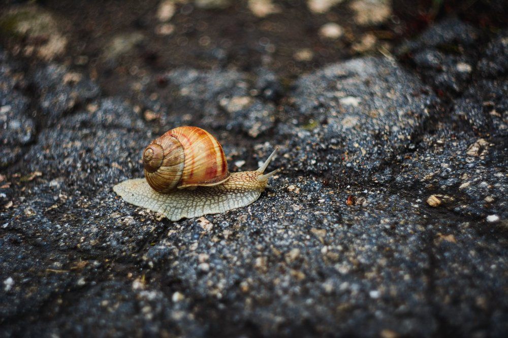 Photograph by Sviridov
