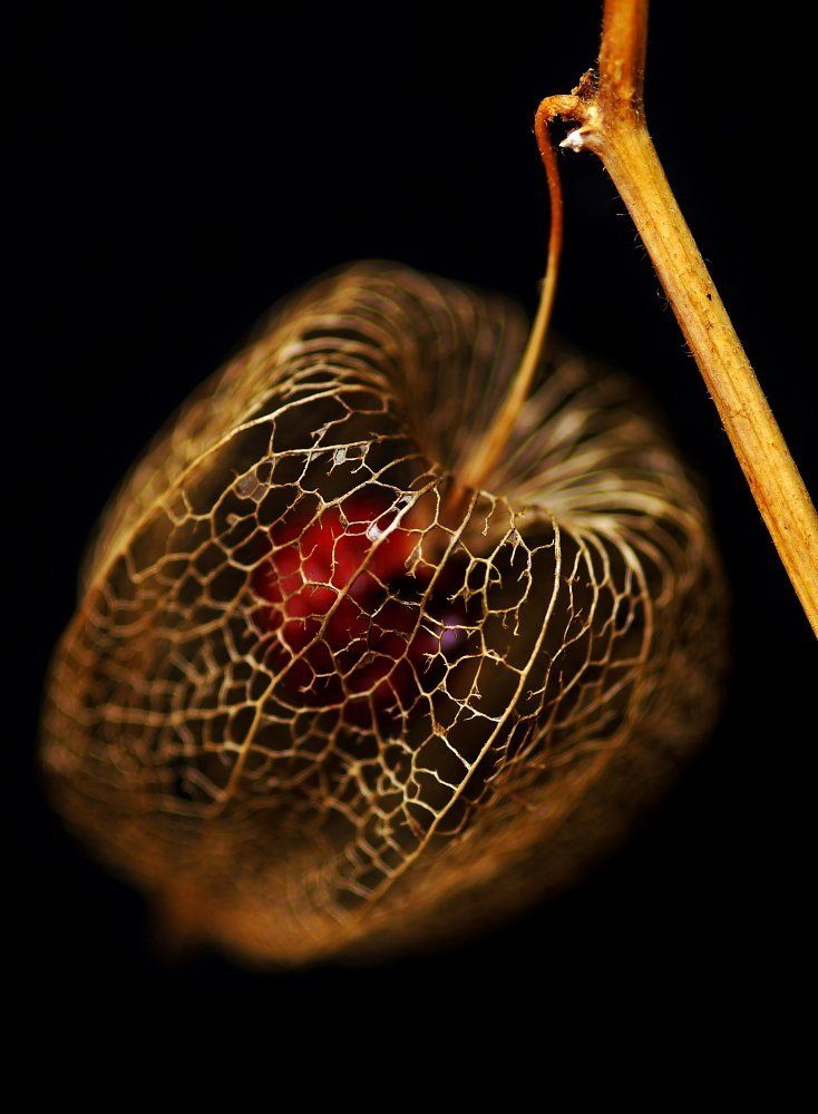 Physalis