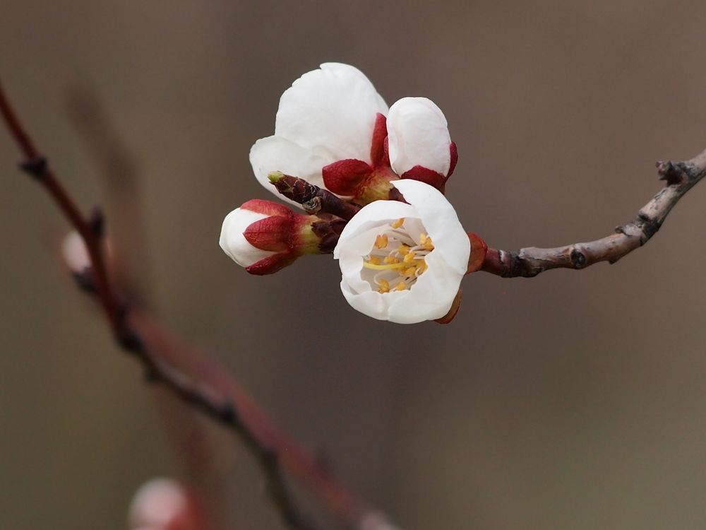 Первые цветы абрикоса