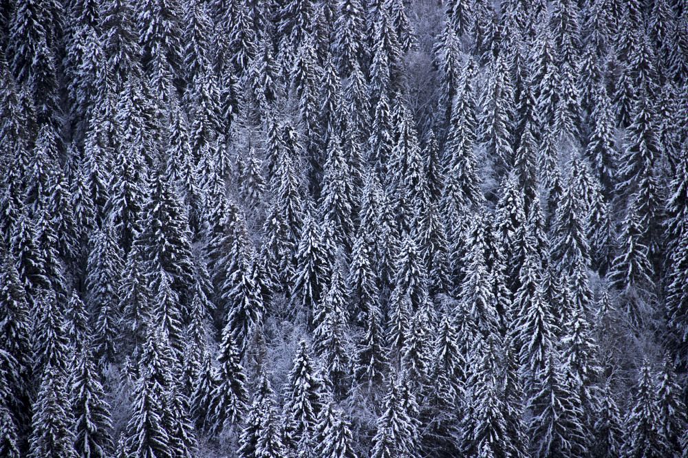 Дремучий лес