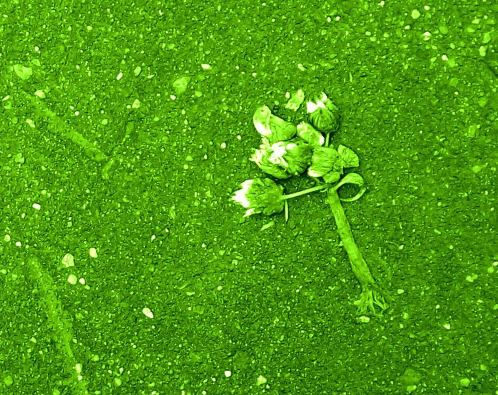 Без названия