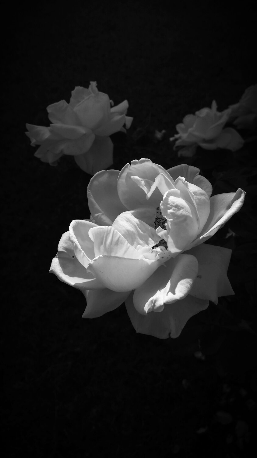 When Roses Turns Black.