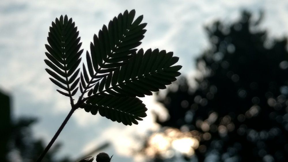 Photograph by Anaghapriya