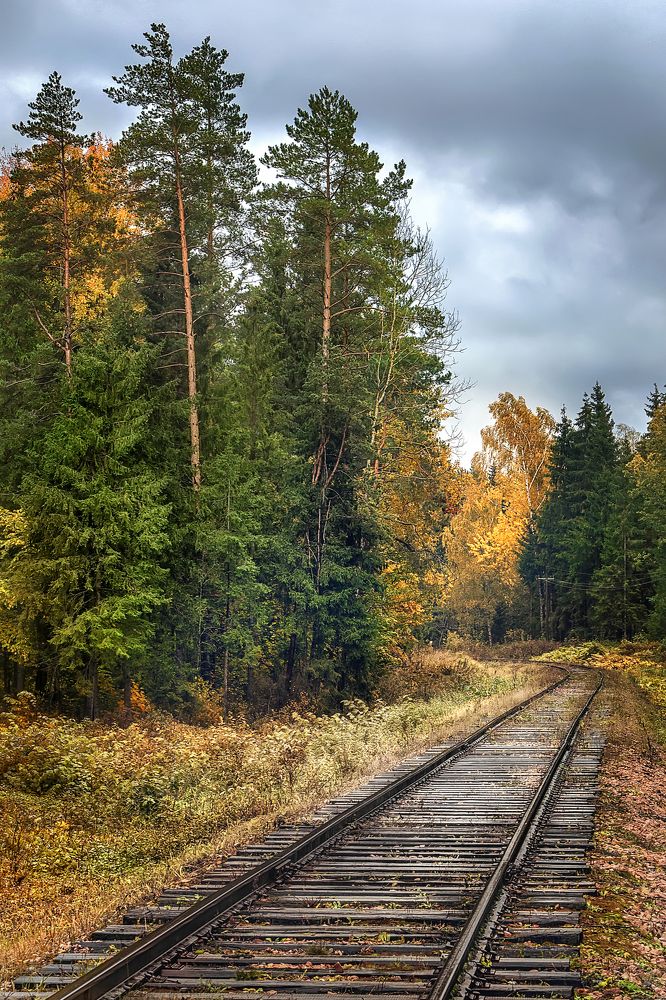 Дорога сквозь осенний лес