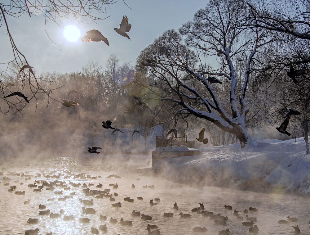 К солнцу - там теплее