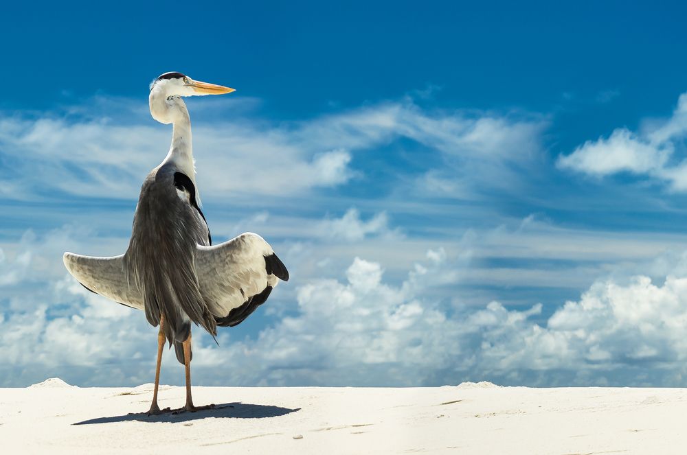 Ловец солнца