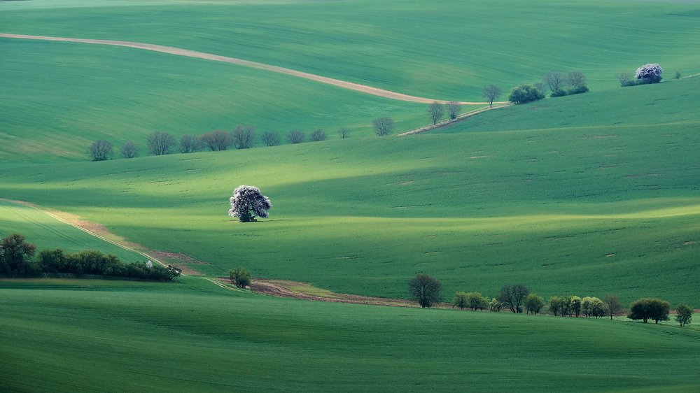 Цветущее дерево