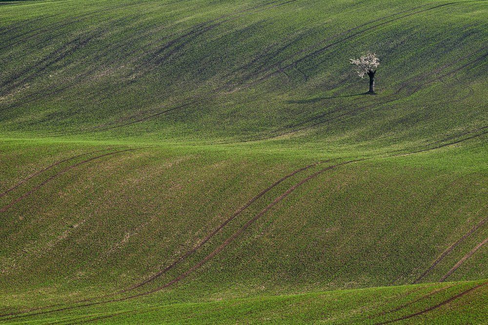 Старая Сакура