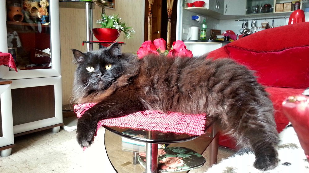 Мой кот Симба