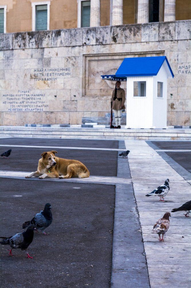 Животные в городе