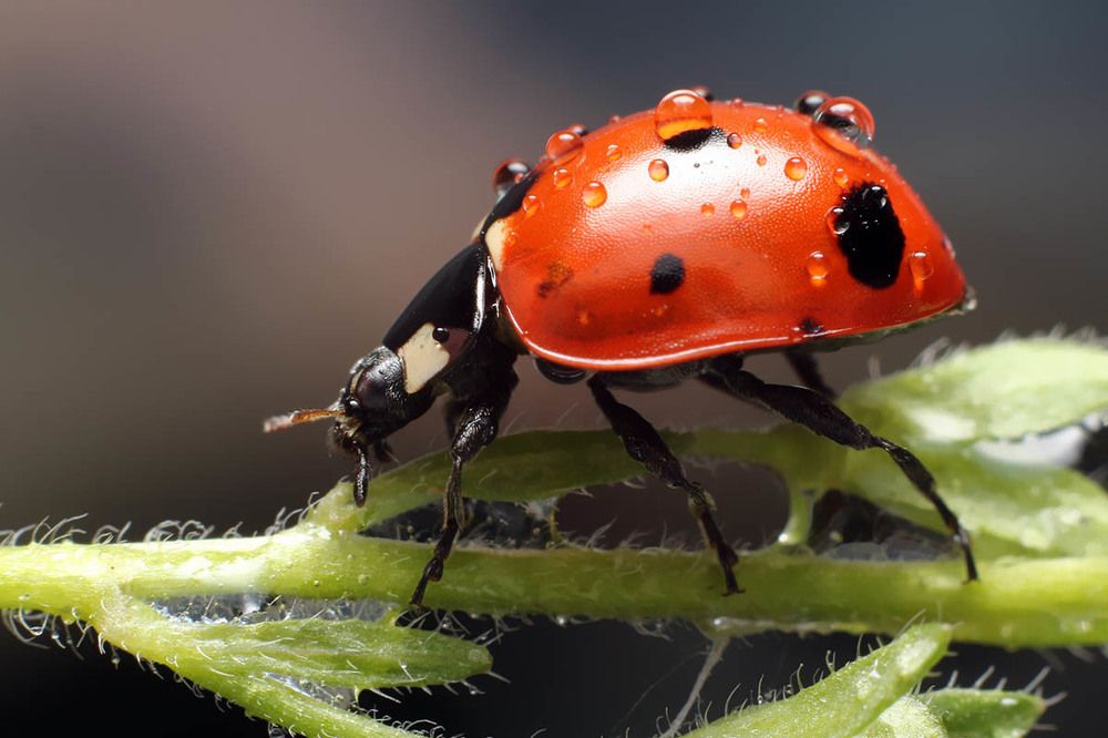 После дождя