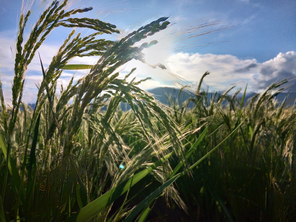 Rice field