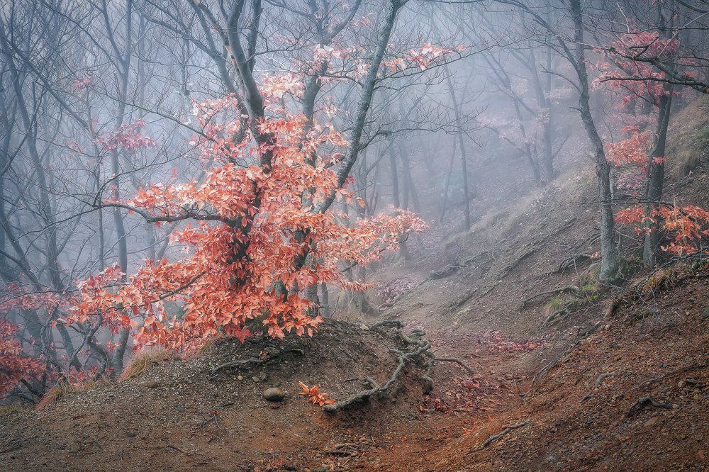 Туманый лес Демерджи