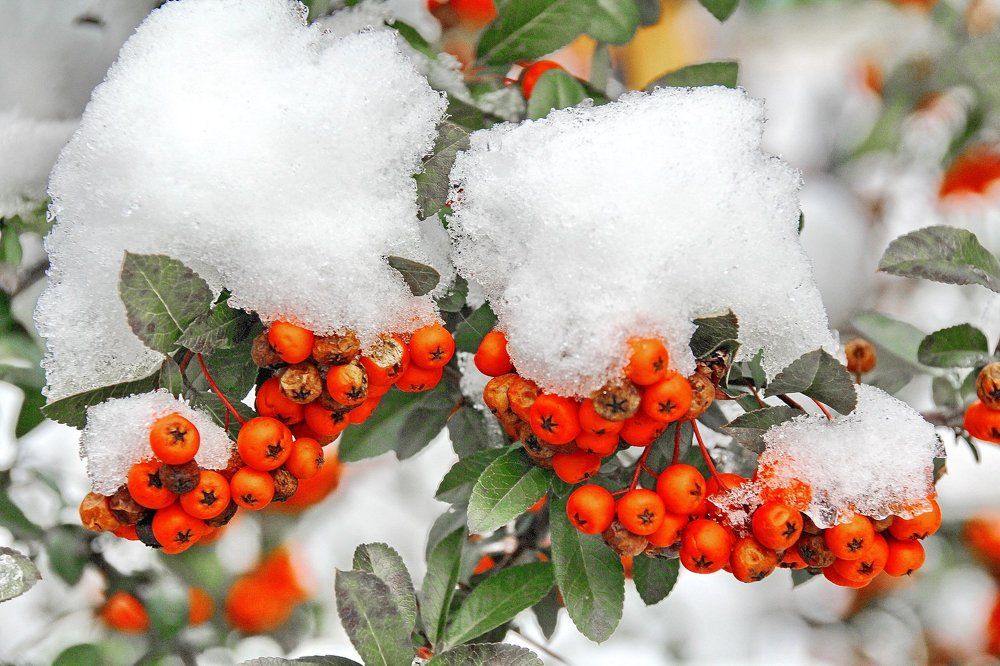 Зимний контраст