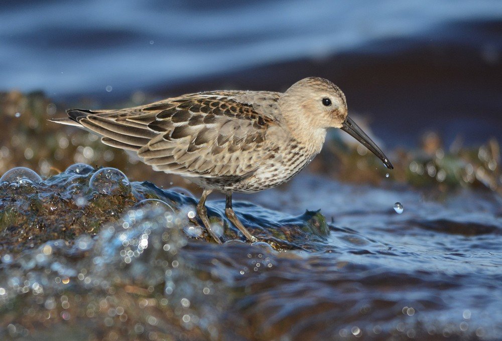 Чернозобик