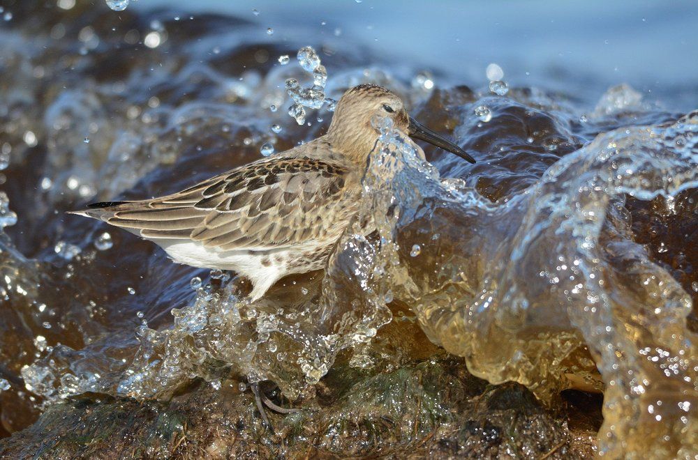 Чернозобик и волна