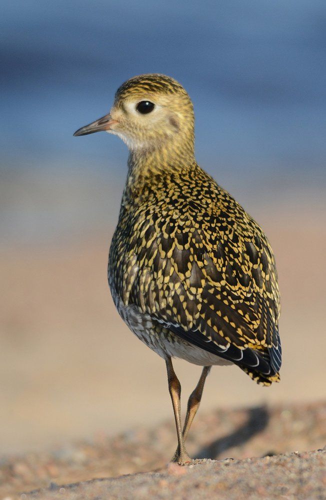 Золотистая ржанка