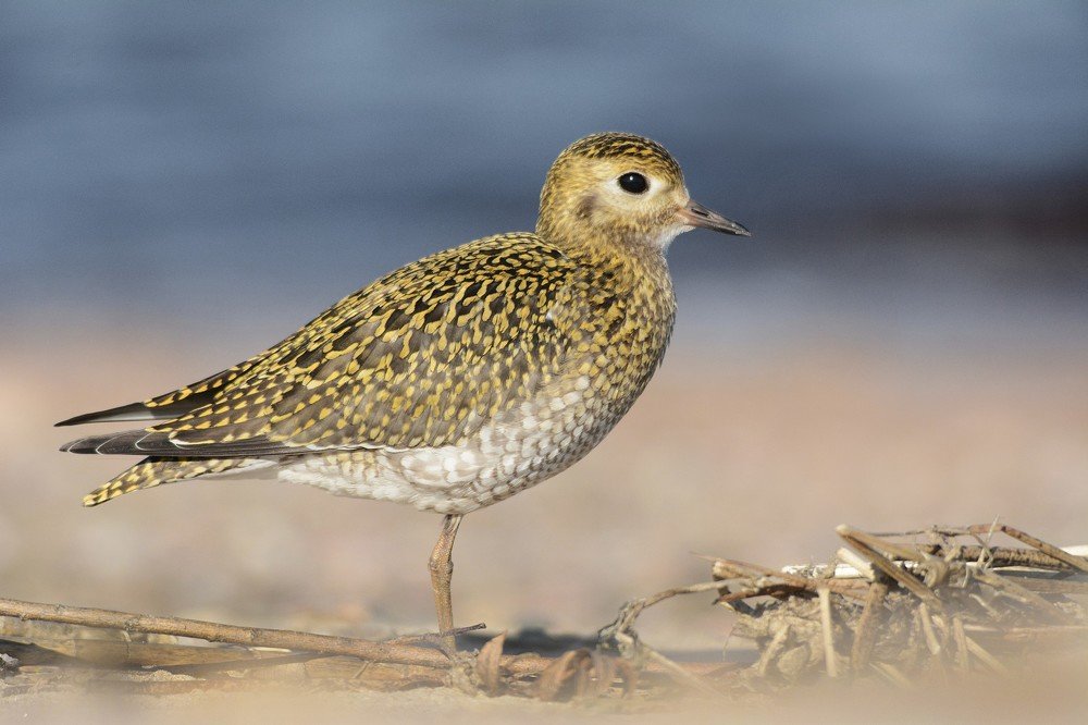 Золотистая ржанка