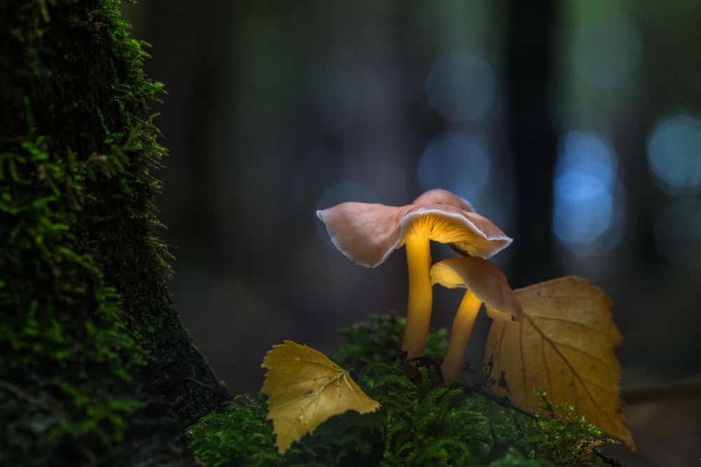 Silence and mushroom