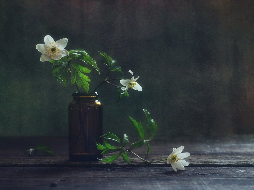 ветреницы...