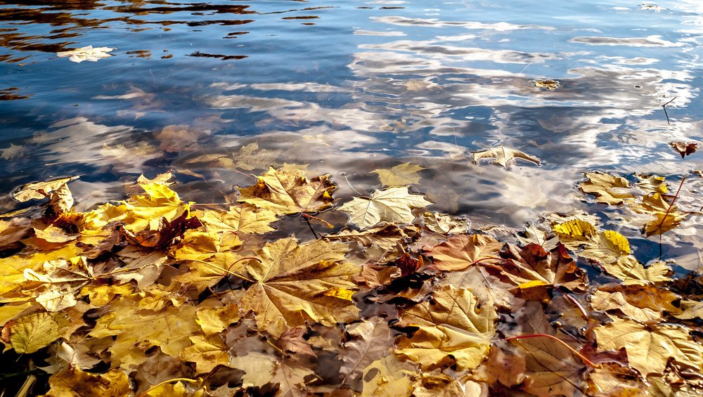 Осенний пруд