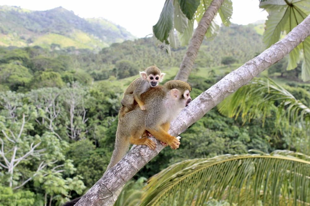 Мать и детёныш