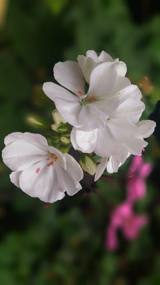 A beautiful flower