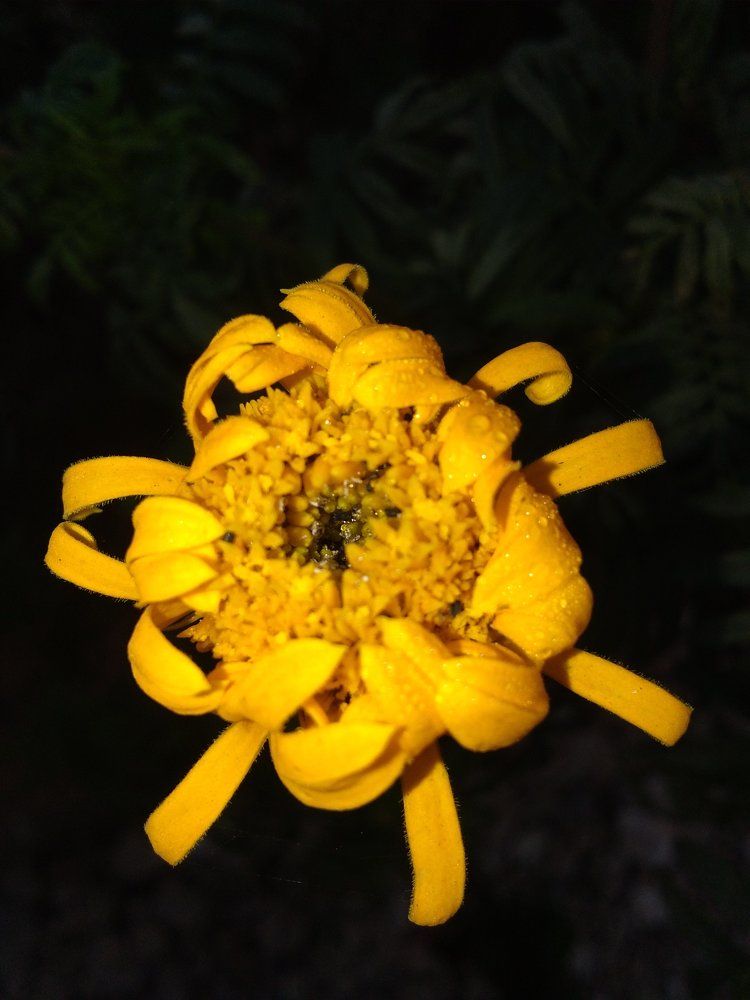 Nature's Creation