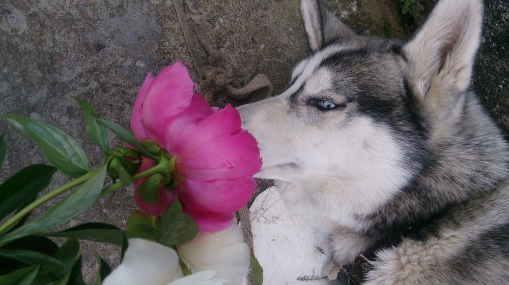 Photograph by Алёна Монахова