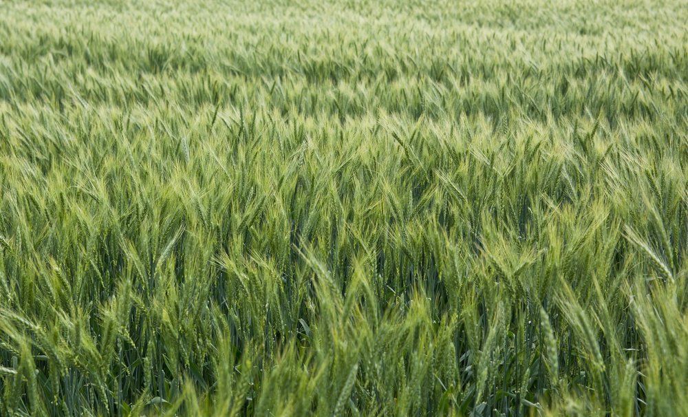 Зелёное поле.