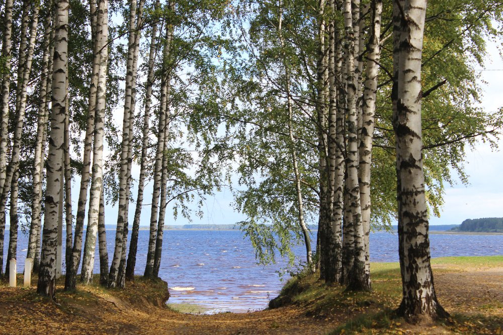 В Приморском парке