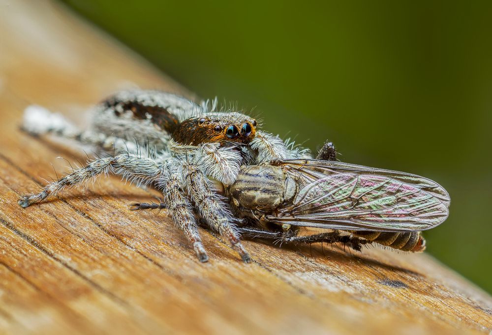 Menemerus bivittatus