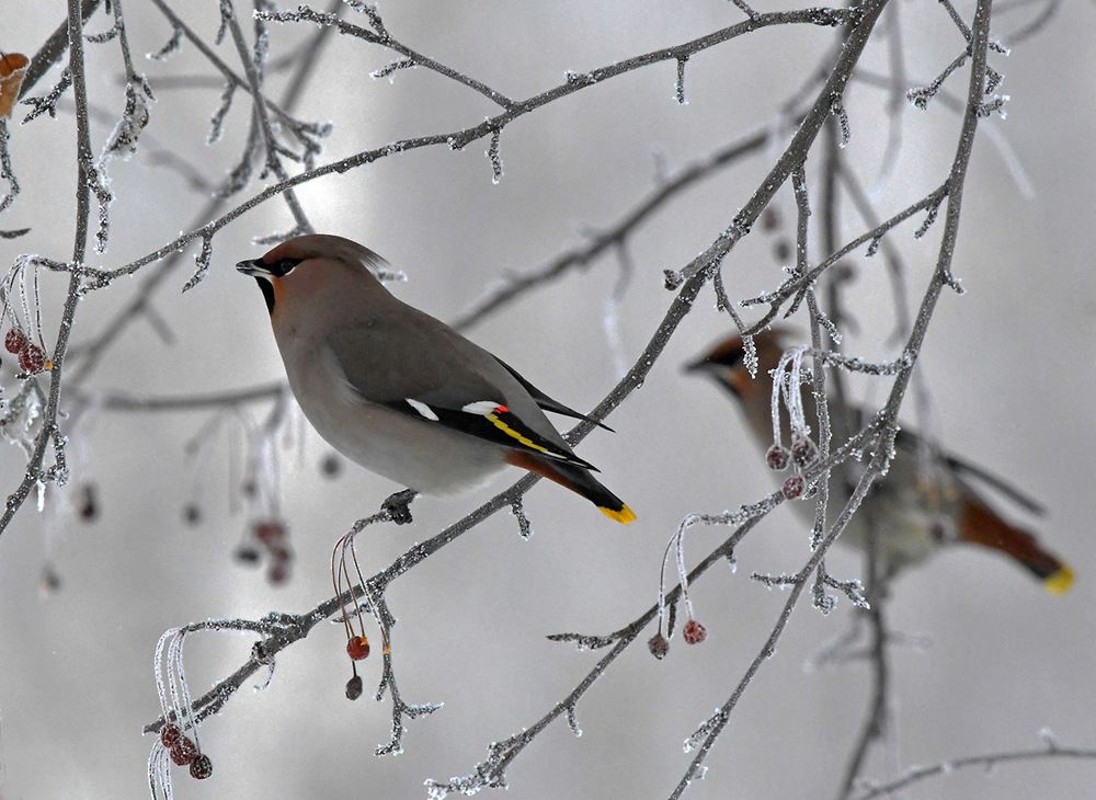 Зимнее утро