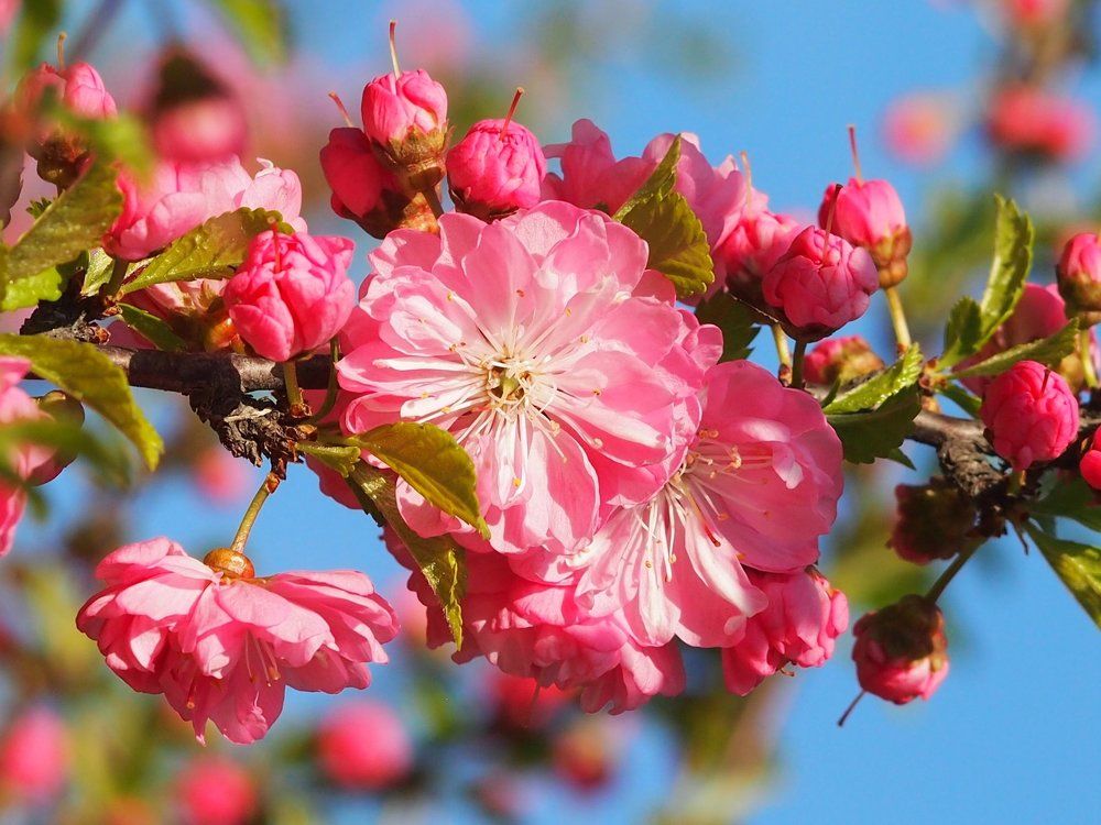 Весны дыханье