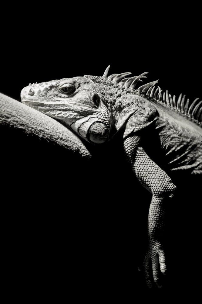 Пожизненное заключение