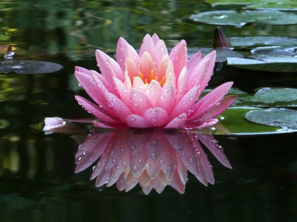 Чистая красота