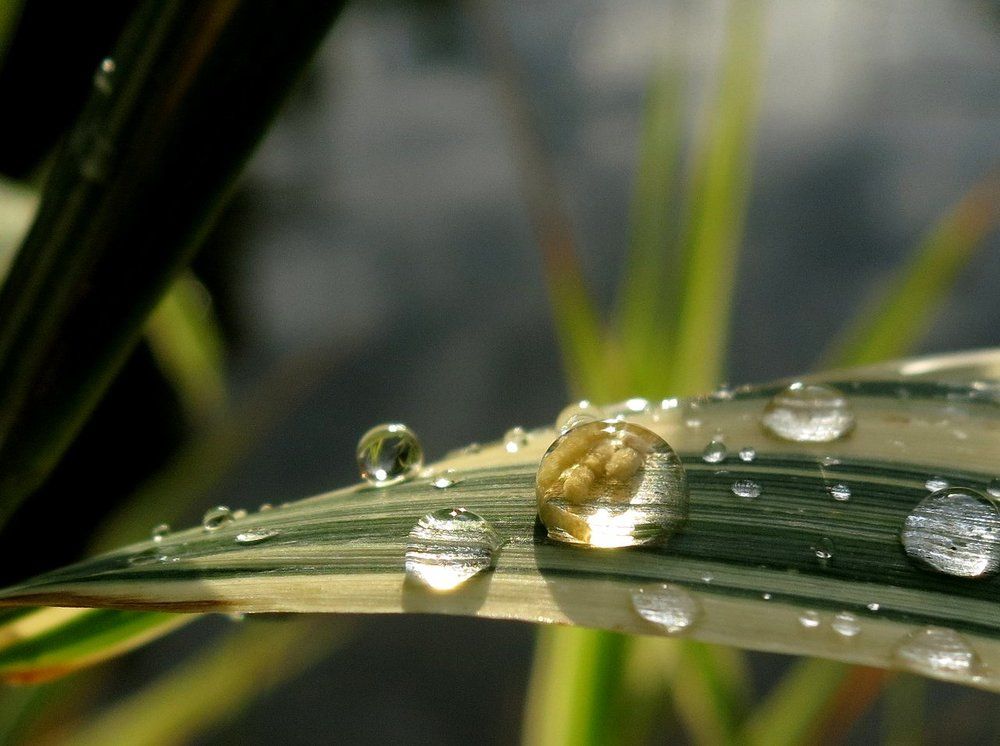 Капля солнца