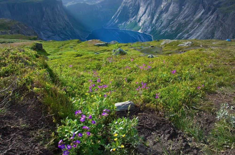 Почти альпийские луга...