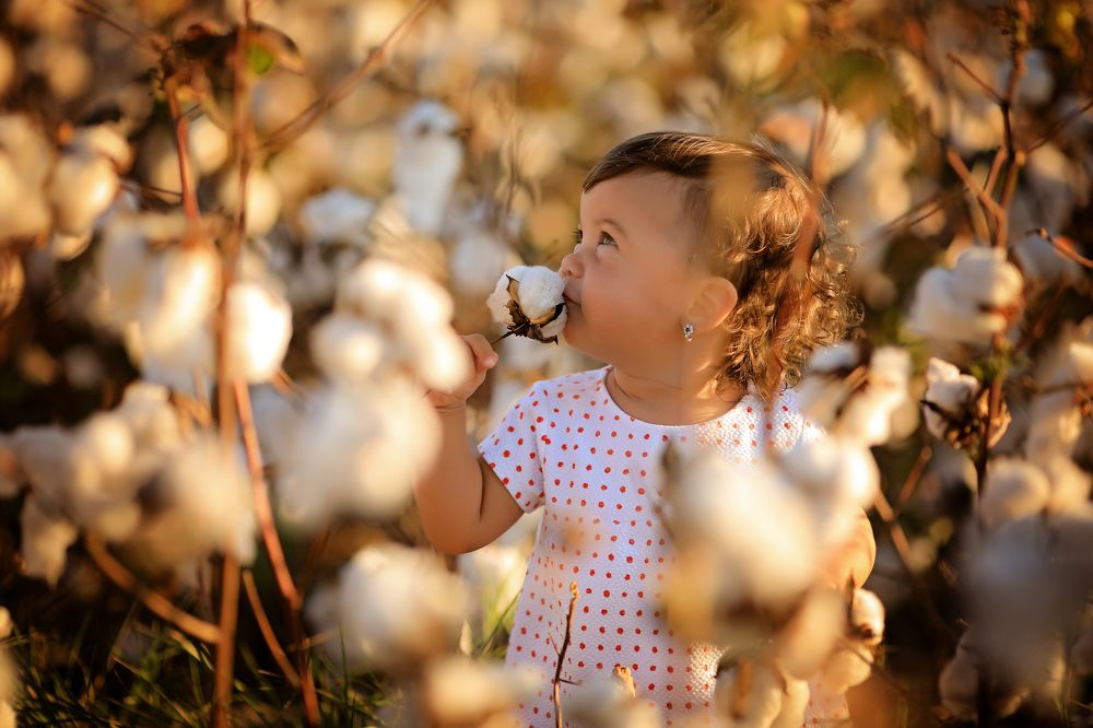 В хлопковых полях