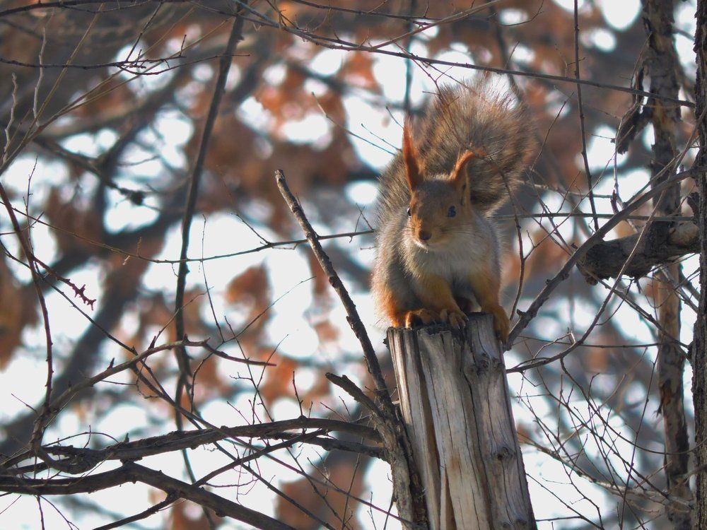 Рыжая красавица