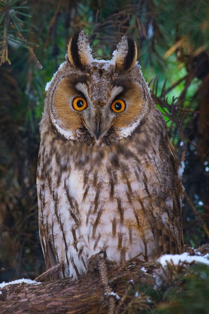 Снежный день.