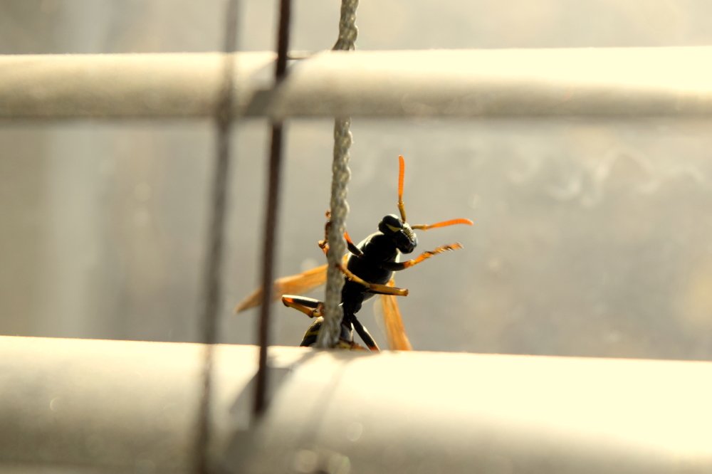 привет друг