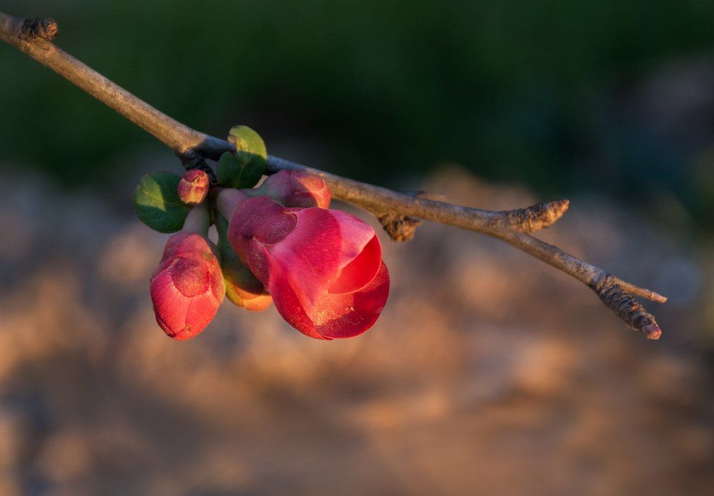Цветок февраля