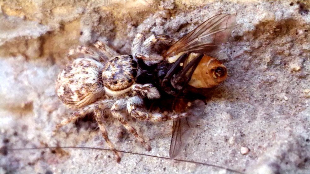 Spider Attack