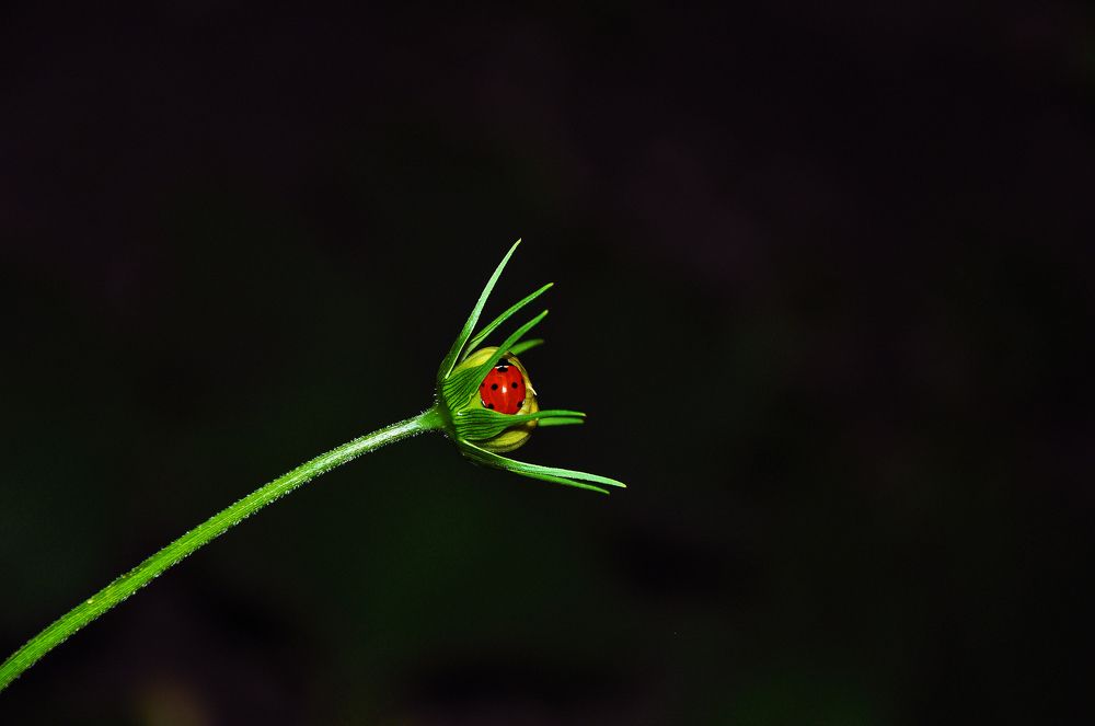 "Сон божьей коровки"