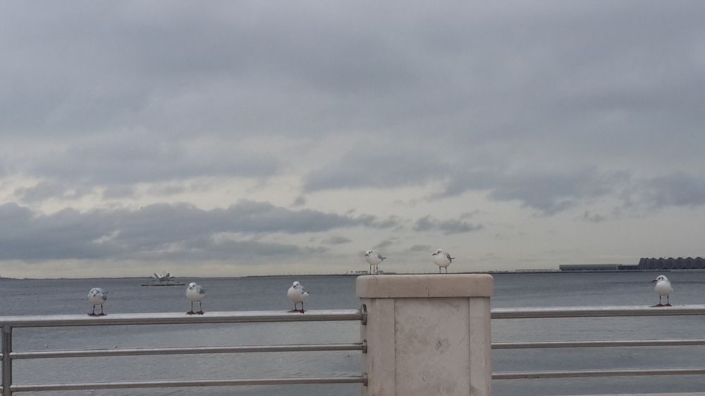 Чайки-старушки